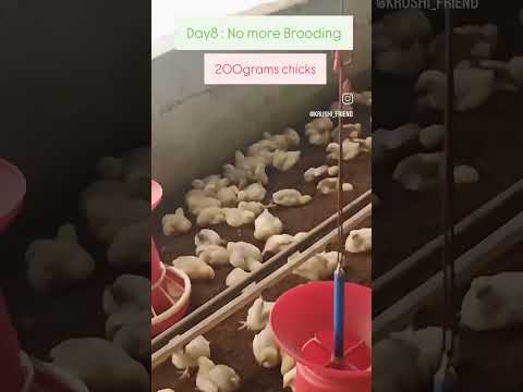 Day 8: No more Brooding for 200 grams chicks #youtubeshorts #poultryfarming #farming #day8