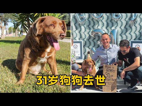 史上最长寿的狗去世31岁零165天 长寿秘诀是这样！