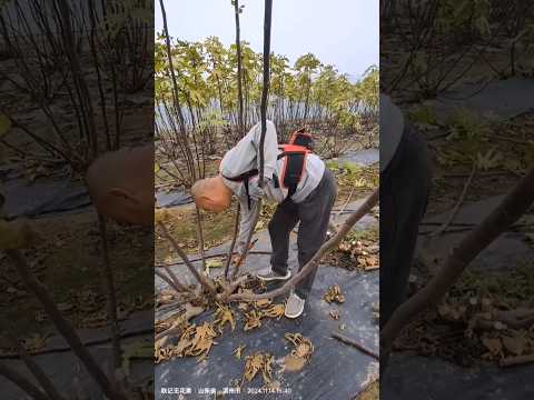 Pruning Fig Trees  After Harvest #farming #agriculture