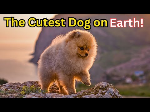 The Cutest dog breed in the world (Pomeranian)