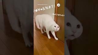 久しぶりの家族に会ったら……｜PECO #猫の鳴き声 #meowingcat #meowingfunny #白猫 #猫 #愛猫家 #whitecat #cat #catlover #catlife