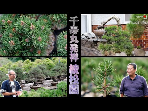 The ancestor of Senjumaru! Enjoying a unique pine tree at the grafting place Ayamatsuen [Bonsai Q]