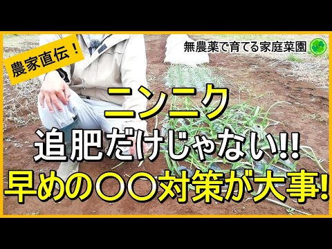 【にんにく栽培】追肥以外に今やるべき大事なお世話【有機農家直伝！無農薬で育てる家庭菜園】 24/11/23