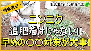 【にんにく栽培】追肥以外に今やるべき大事なお世話【有機農家直伝！無農薬で育てる家庭菜園】 24/11/23