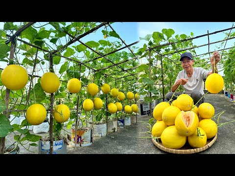 Just Avoid This Mistake, Your Melons Will Grow Big and Sweet, Producing Fruit Nonstop