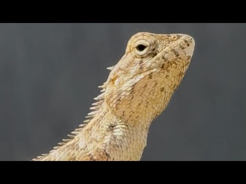 The beautiful lizard| visited our house today