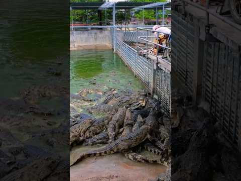 Crocodiles eat fish #crocodile #crocodilefarm #farmchannel