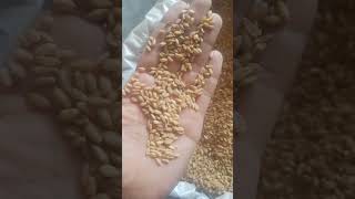 Punjab-154 Gehu farming #gehu #wheat #bestwheat #punjabisong #newsong #punjabi #haryanvi #trending