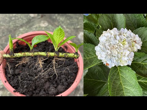 Growing hydrangeas that grow many buds on one stem