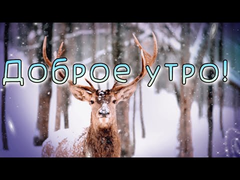 ❄️С добрым зимним утром❄️ Музыкальная открытка