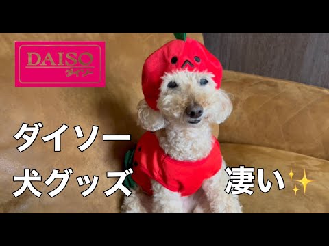 ダイソー犬グッズが凄すぎた😳