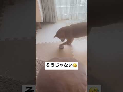 犬用呼び鈴の使い方あってる？笑#しばいぬ #柴犬