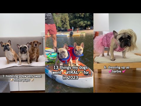 13 Reasons My Dogs Went Viral