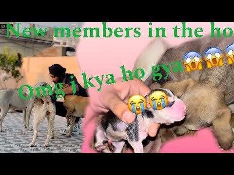 Ghar aaye new members. Help street dogs | bezubaan