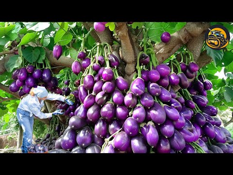 The Most Modern Agriculture Machines That Are At Another Level , How To Egg Plants In Farm