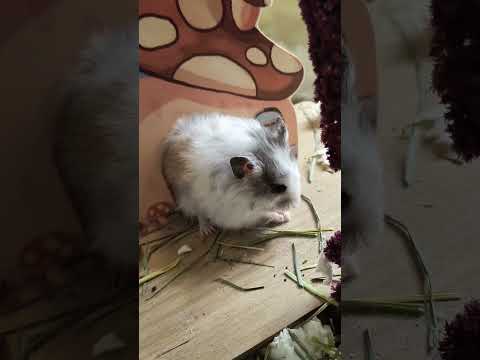 My Hamster Tries Tofu for the first time! 🐹🍜 #hamster #food #funny #tastetest