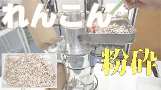 【連続粉砕機】れんこんの粉砕（ハンマーミル）