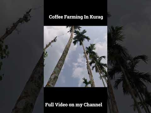 Coffee Farming in Kurag Karnataka || travelling || Indian Coffee Farming #shorts #trending