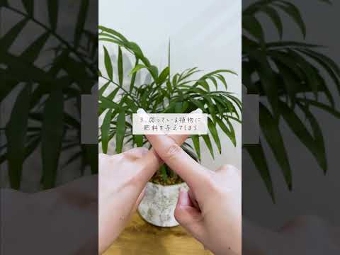 🍀これがNG！観葉植物をダメにする3つの行動🍀【☘Life with Houseplant】9-13