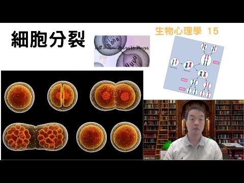 生物心理學15: #細胞分裂 #celldivision #mitosis #meiosis