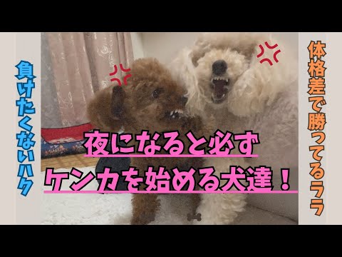 夜必ずケンカをする犬達！【ララとハク】