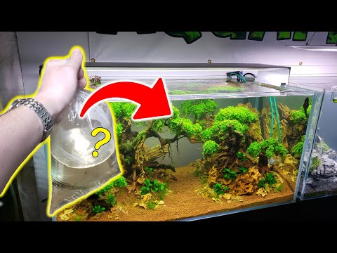 Adding Wiggly Fish To The ANCIENT GARDENS Planted Tank!