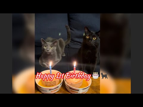 Two Little Cuties 1st Birthday! 🥳 🎂😻🐈‍⬛♥️ | Happy Birthday | Cat lovers | Jin Moore