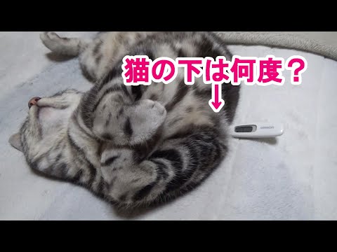 初めての電気毛布（アメリカンショートヘア）