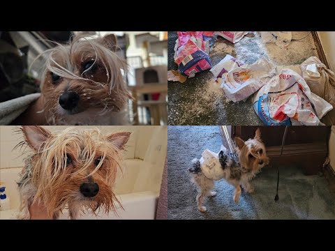 Oreo the Yorkie Yorkshire Terrier Has No Shame... Tore Up Bags of Flour and Immediately Went Back...