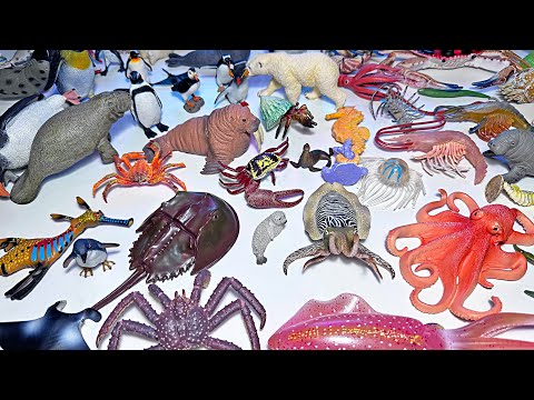 Beautiful Sea Animals - Crab, Squid, Octopus, Reef Squid, Walrus, Manta Ray, Stingray, Seahorse