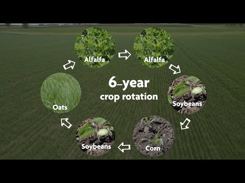 Managing Weeds in Organic Corn and Soybeans