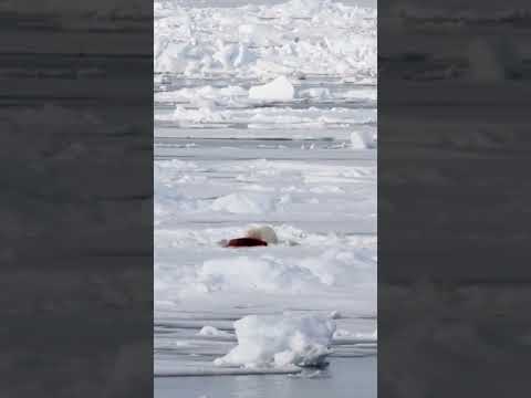 Polar Bears #animal #wildlife #wildlifephotography