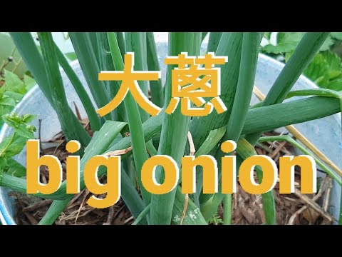 大蔥 big onion