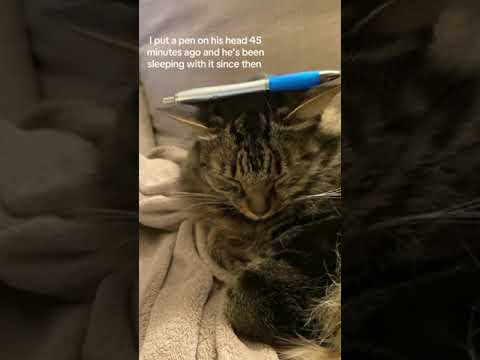 @camus.the.cat: I put a pen on his head 45 min #cat #kitty #kitten