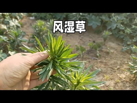 小蓬草：入侵植物也有药用价值