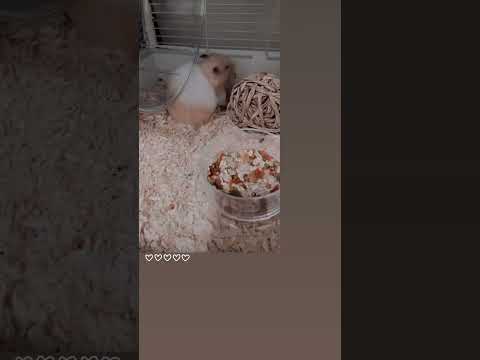 藏食物大作戰｜Hidden Food Battle #cutepets #pet #petlife #hamstershorts #倉鼠 #可愛動物 #shorts