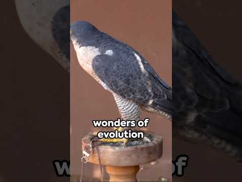 Peregrine Falcon: The Speedster of the Skies