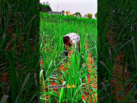 45°c में भी हार्ड वर्क 🔥🌾  #ytshort #youtubeshorts #farming #hardwork #shorts