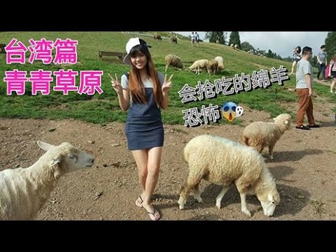 台湾之旅 Taiwan Trip- 清境农场 【青青草原】VLOG