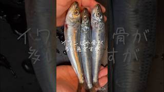 イワシを手で捌いてみる#手開き#レシピ#魚料理