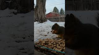 Squirrel Starting it's Day with a Peanut #shorts #short #nature #shortsvideo #squirrels