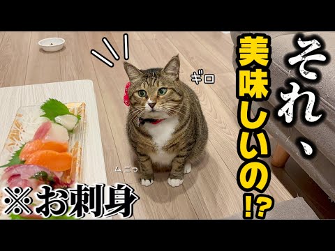 23歳一人暮らし。猫だと思って保護したらアザラシだったしゴキブリは出るし勘弁してほしん♡