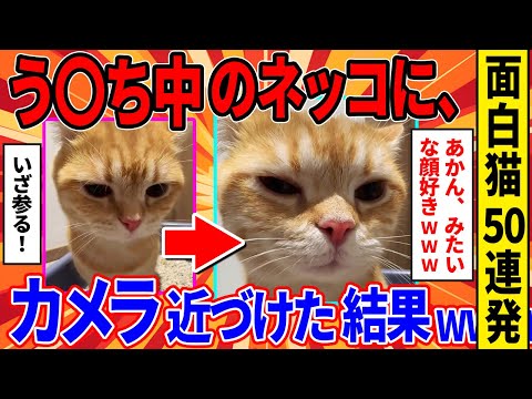 【おもしろ猫動画50連発】ふんばり中の猫にカメラを近づけた結果→頑張る表情が可愛すぎるwww【2ch動物スレ】