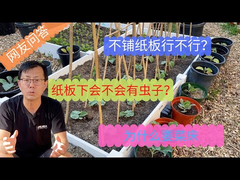 网友问答3：为什么要搭菜床，如何除草，纸板下会不会有虫子？