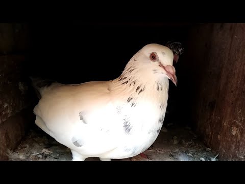 Pigeon Chicks and Cage Update in Tamil | Pet Pigeon | #pigeonchicks #chicksgrowth #puravalarpu