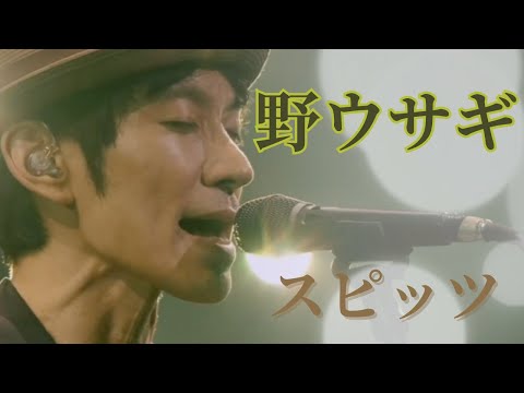 野ウサギ/スピッツ