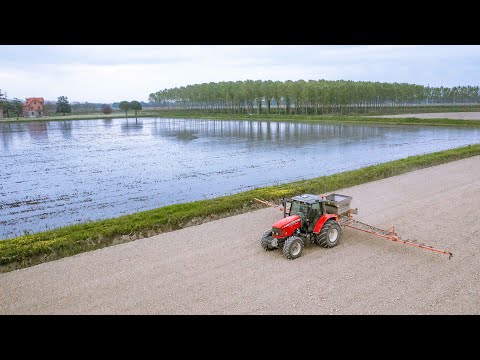 2 Techniques for Dry Sowing Rice: Broadcast and Underground 🌾