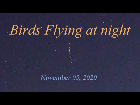 Birds flying in the starry sky.   星空を飛ぶ鳥の群れ