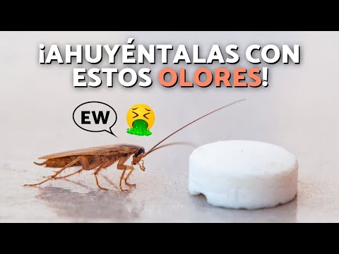 10 OLORES que ODIAN las CUCARACHAS 🪳🌿 ¿Qué OLORES NO SOPORTAN las CUCARACHAS?