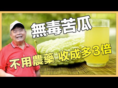 【雲林台西】無毒苦瓜農林弘仁 微生物菌栽培產量增 三倍｜用心的產業｜427｜#美麗心台灣